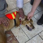 the-dog-named-faith-06