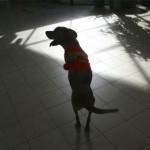 the-dog-named-faith-15