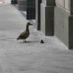 duck-story-from-san-antonio -3