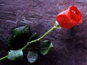 Rose-on-rock