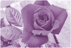 Thorns first, rose next