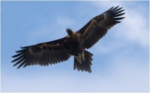 The Shadow of The Mighty Eagle